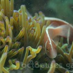 pink_anemone fish_housereef_corrected_watermarkedweb